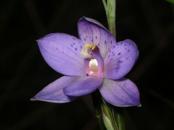 Thelymitra X merraniae - Merrans Sun Orchid.jpg